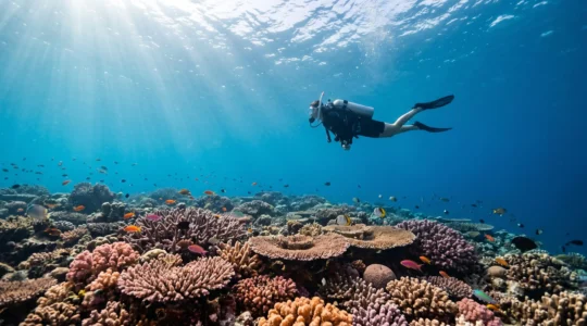 Plongeur observant un récif corallien vibrant en pratiquant une flottabilité parfaite sans contact avec l'écosystème marin